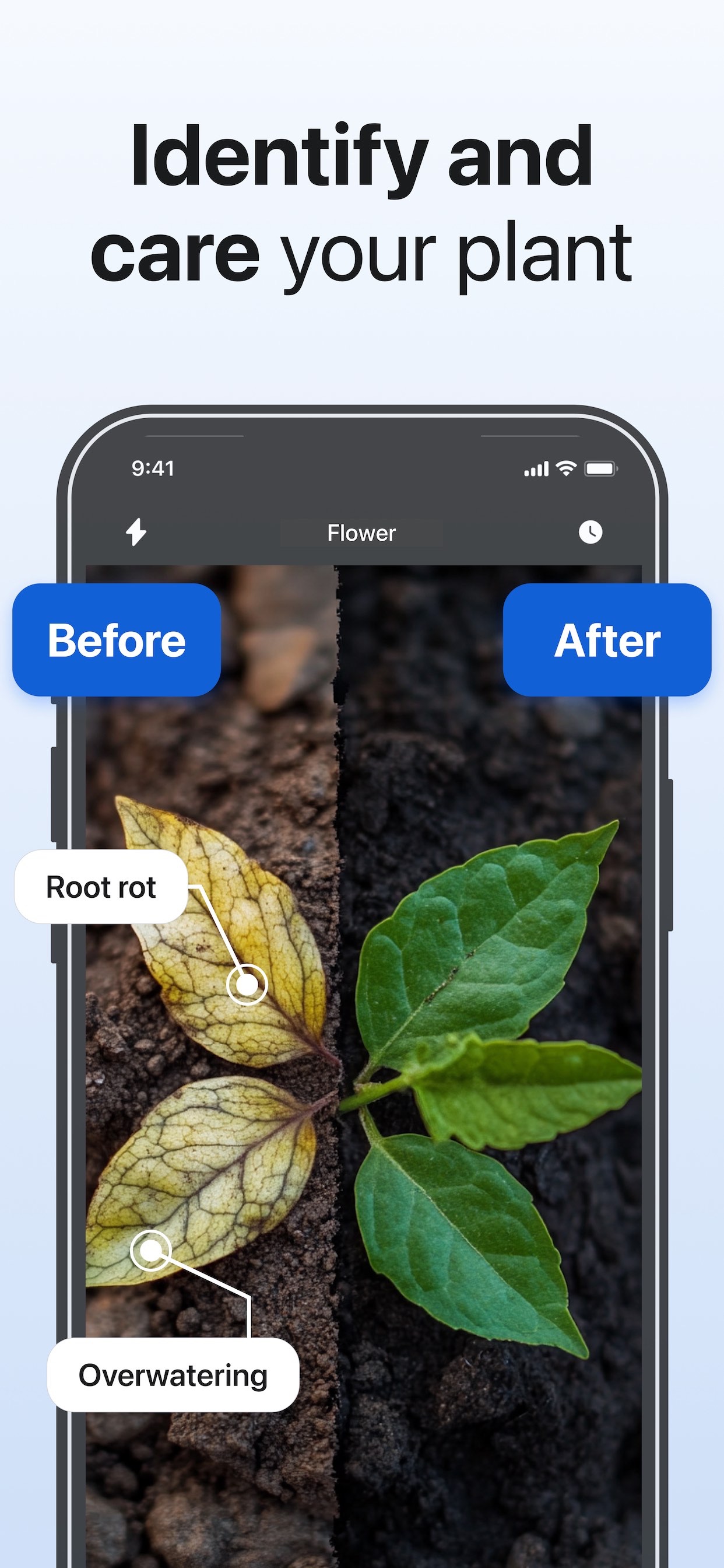 Lens AI identifying a plant and offering care information